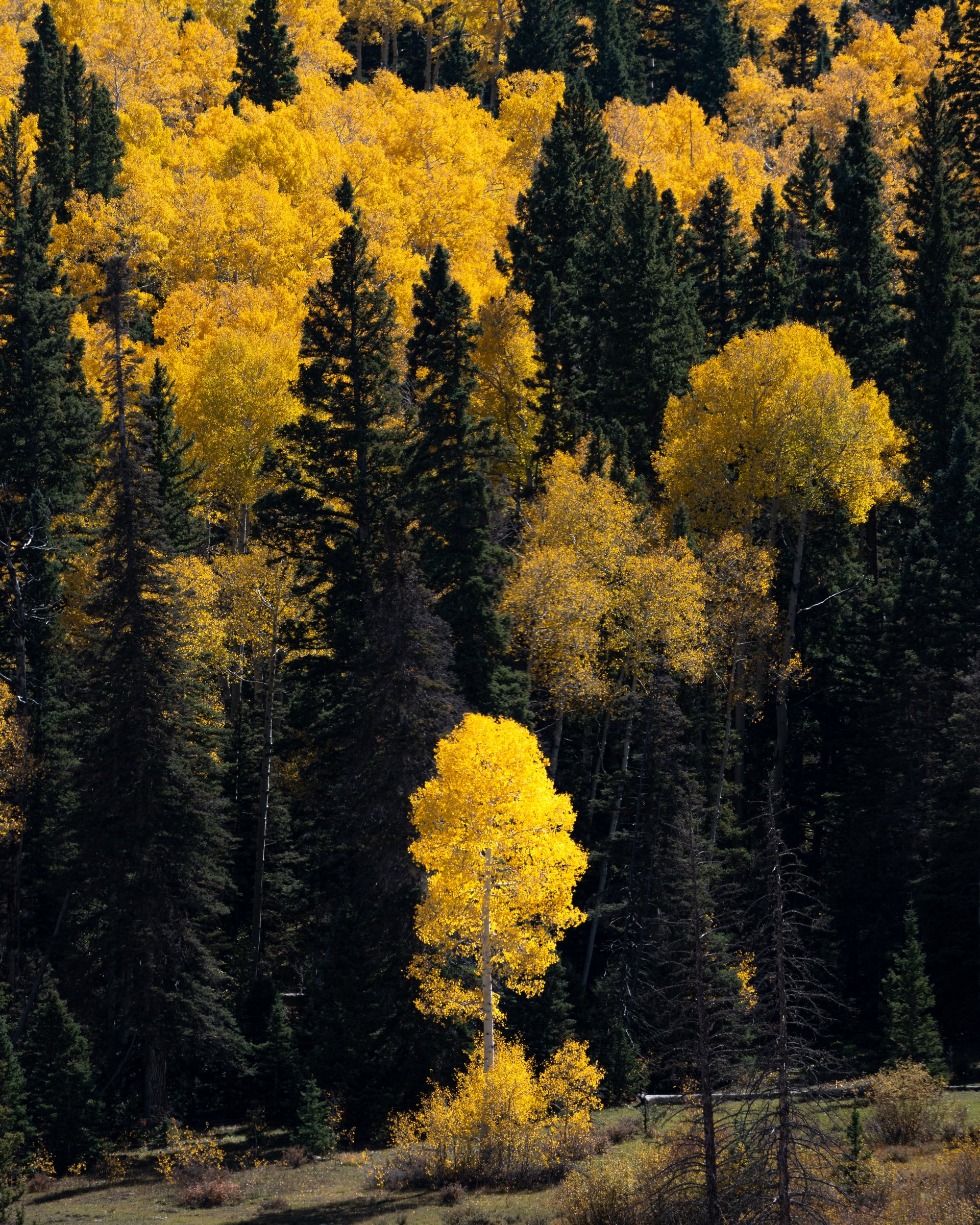 Fall Sun